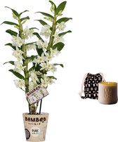 Mama's Bloemen - Set Bamboo Orchid ‘Pure White Appolon’ En Geurkaars Lucky Candle Brown - Vers Boeket Bloemen - ↨ 55cm - ⌀ 12cm