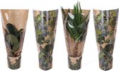 Kamerplant van Botanicly – Drakenboom – Hoogte: 50 cm – Dracaena Mix