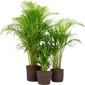 Kamerplanten van Botanicly – 3 × Goudspalm in grijs mand pot als set – Hoogte: 97 cm – Dypsis lutescens