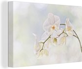 Canvas Schilderij Witte orchidee tegen een vervaagde achtergrond - 60x40 cm - Wanddecoratie