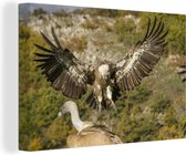 Canvas Schilderij Vale gier met gespreide vleugels - 140x90 cm - Wanddecoratie