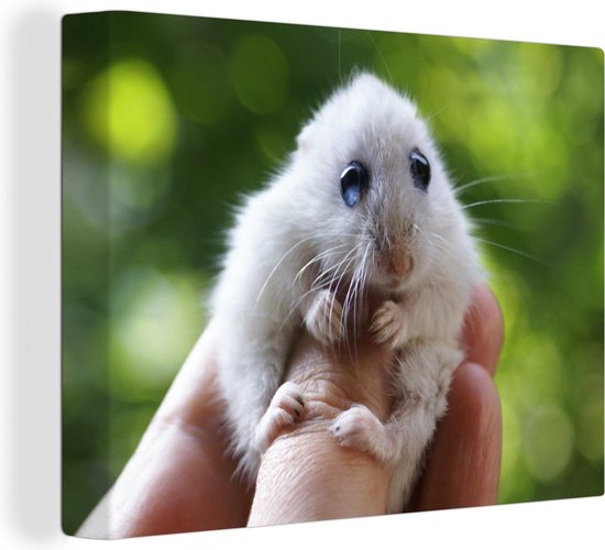 Klas Isolator schending Canvas Schilderij Hamster met grote ogen die zich stevig vasthoud - 120x90  cm -... | bol.com