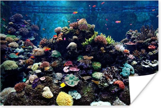Aquarium met tropische vissen en koralen poster 60x40 cm - Foto print op Poster (wanddecoratie woonkamer / slaapkamer)