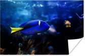 Blauwe vis in aquarium poster 60x40 cm - Foto print op Poster (wanddecoratie woonkamer / slaapkamer)