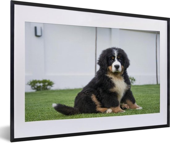 Berner Sennenhund Plüschtier - Die 15 besten Produkte im Vergleich