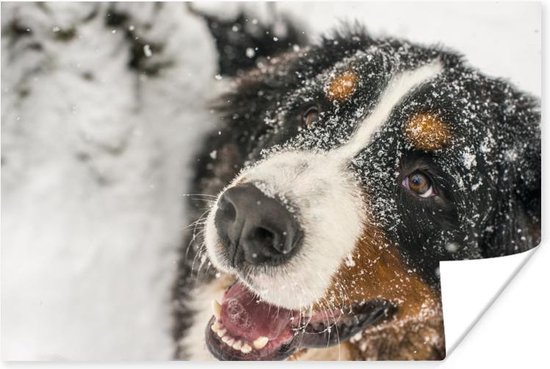 Berner Sennenhond onder het sneeuw Poster 180x120 cm - Foto print op Poster (wanddecoratie woonkamer / slaapkamer) / Huisdieren Poster XXL / Groot formaat!