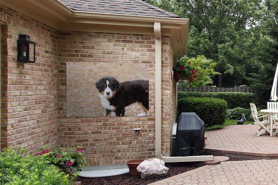 Berner chiot le matin affiche de jardin 120x80 cm - Toile de jardin / Toile d'extérieur / Peintures pour l'extérieur (décoration de jardin)