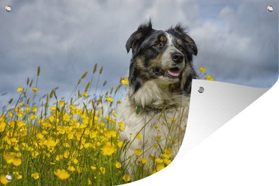 Border Collie parmi les belles fleurs jaunes affiche de jardin 90x60 cm - Toile de jardin / Toile d'extérieur / Peintures pour l'extérieur (décoration de jardin)