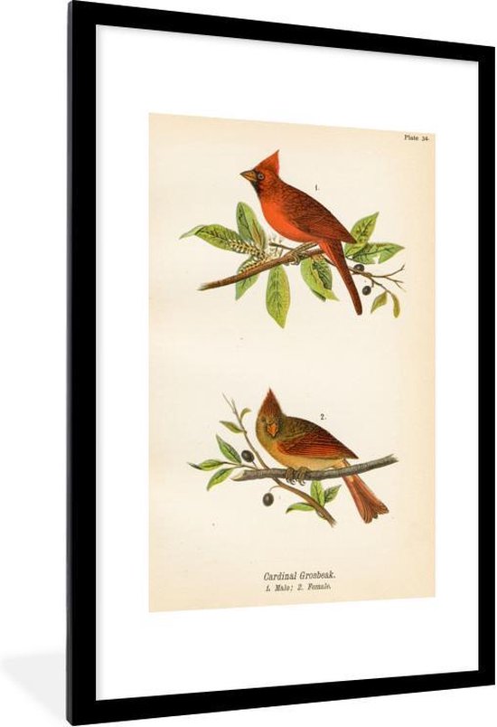 Fotolijst incl. Poster - Antieke vogelprent vogels - 80x120 cm - Posterlijst