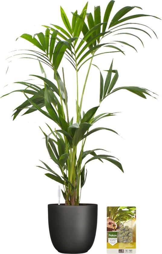 Pokon Powerplanten Kentia Palm 90 cm ↕ - Kamerplanten - in Pot (Mica Tusca Zwart) - Howea Forsteriana - met Plantenvoeding / Vochtmeter