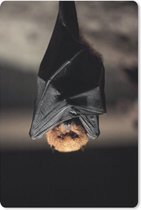 Muismat Vleermuis - Een hangende vleermuis muismat rubber - 18x27 cm - Muismat met foto