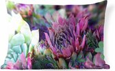Buitenkussens - Tuin - Groenblauwe en paarse vetplanten - 50x30 cm