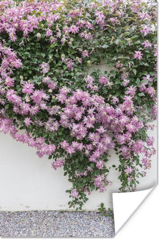 Plante grimpante à fleurs roses 20x30 cm - petite | bol.com