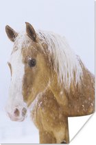 Quarter paard in de sneeuw 40x60 cm - Foto print op Poster (wanddecoratie woonkamer / slaapkamer)