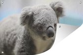 Tuinposter - Tuindoek - Tuinposters buiten - Koala - Portret - Dier - Kinderen - Jongens - Meiden - 120x80 cm - Tuin