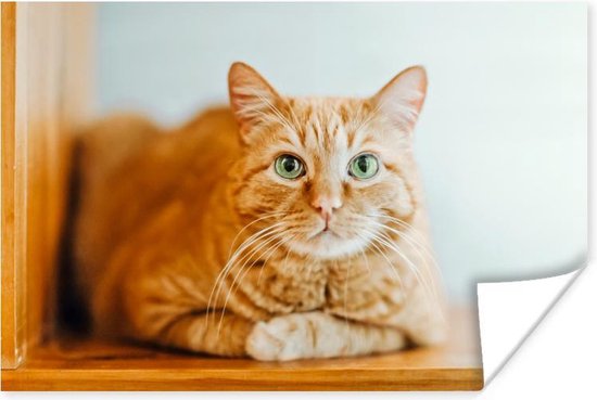 Renaissance Verspreiding Vervreemden Oranje kat zittend op houten plank poster papier 180x120 cm - Foto print op  Poster... | bol.com
