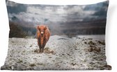 Sierkussens - Kussen - Een Schotse hooglander kalf loopt richting de camera - 60x40 cm - Kussen van katoen