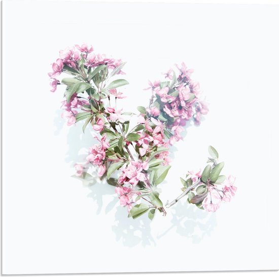 Acrylglas - Lila Bloemen op Witte Achtegrond - 50x50cm Foto op Acrylglas (Met Ophangsysteem)