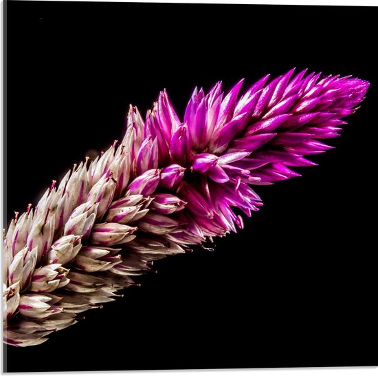 Acrylglas - Paarskleurig Plant op Zwarte Achtergrond - 50x50cm Foto op Acrylglas (Met Ophangsysteem)