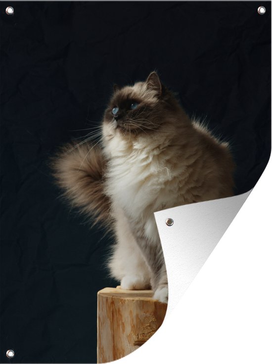 Un chat Ragdoll assis sur un poteau Poster de jardin 30x40 cm - petit - Toile de jardin / Toile d'extérieur / Peintures pour l'extérieur (décoration de jardin)