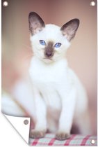 Affiche de jardin Chat siamois Witte sur nappe 60x90 cm - Toile de jardin / Toile d'extérieur / Peintures d'extérieur (décoration de jardin)