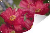 Affiche de jardin Pivoines rouges dans la nature 90x60 cm - Toile de jardin / Toile d'extérieur / Peintures d'extérieur (décoration de jardin)