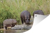 Tuinposter - Tuindoek - Tuinposters buiten - Nijlpaarden - Water - Zuid-Afrika - 120x80 cm - Tuin