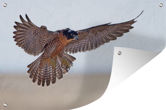 Faucon pèlerin vole dans les airs 60x40 cm