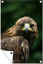 Gros plan d'un poster de jardin aigle d'or toile en vrac 80x120 cm - Toile de jardin / Toile d'extérieur / Peintures d'extérieur (décoration de jardin)