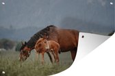 Muurdecoratie Paarden - Veulen - Natuur - 180x120 cm - Tuinposter - Tuindoek - Buitenposter