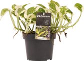 Decorum Scindapsus N'joy – ↨ 15cm – ⌀ 12cm