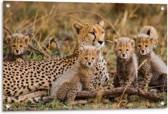 Tuinposter – Cheeta met Welpjes - 90x60cm Foto op Tuinposter  (wanddecoratie voor buiten en binnen)