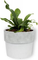 Kamerplant Platycerium Neterlands – Hersthoornvaren - ± 20cm hoog – 12 cm diameter - in witte betonnen pot