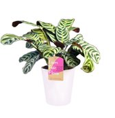 Kamerplant van Botanicly – Ctenanthe incl. sierpot wit als set – Hoogte: 25 cm – Ctenanthe Burle Marxii