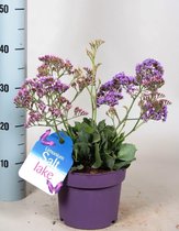 Bloem van Botanicly – Limonium Salt Lake – Hoogte: 40 cm