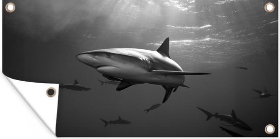 Autocollant Mural Vinyle Requin Grand Blanc - Déco Océan, Removable, USA, Référence C25