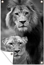 Tuinposter - Tuindoek - Tuinposters buiten - Portret van een leeuw en leeuwin - zwart wit - 80x120 cm - Tuin