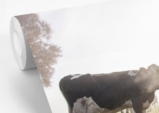 Papier peint vinyle - Un matin brumeux avec les vaches frisonnes dans le pâturage largeur 330 cm x hauteur 220 cm - Tirage photo sur papier peint (disponible en 7 tailles)