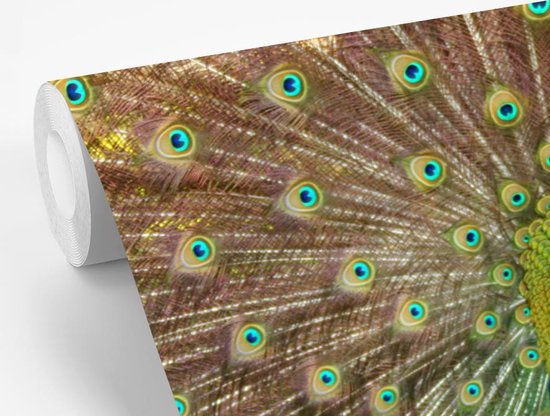 Paon vert mâle montre des plumes au paon femelle papier peint photo vinyle 360x240 cm - Tirage photo sur papier peint