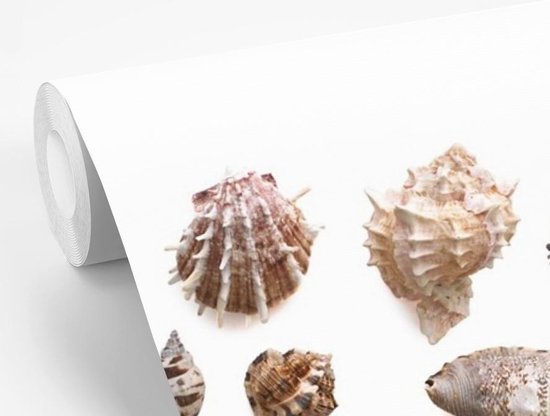 Sélection de coquillages et de fotobehang étoiles de mer