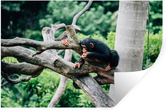 Stickers Stickers muraux - Jeune chimpanzé dans la jungle - 30x20 cm - Film adhésif