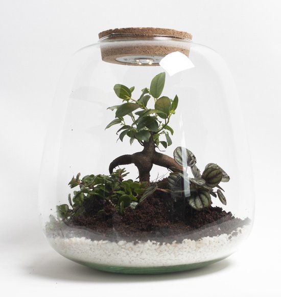 NIEUW Ecosysteem met verlichting – Plant in glas - Ecosystem – Ecosysteem in Glas met LED-verlichting – Met 3 leuke Planten (Bonsai, Peperomia, Sedum) – Ø 23.5 cm – Hoogte 25 cm | Kamerplant