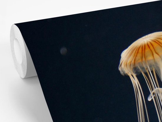 Papier peint Papier peint photo en vinyle - Méduse sur fond sombre largeur 240 cm x hauteur 240 cm - Tirage photo sur papier peint (disponible en 7 tailles)