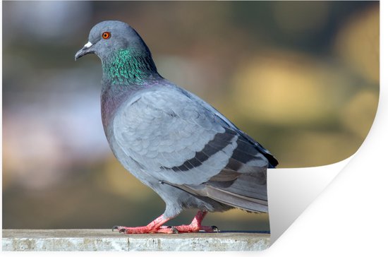 Muursticker Duif - Pigeon abut coloré - 120x80 cm - feuille adhésive adhésive - stickers muraux repositionnables