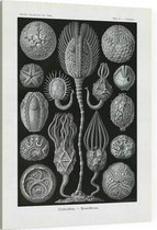 Callocystis - Cystoidea (Kunstformen der Natur), Ernst Haeckel - Foto op Canvas - 75 x 100 cm