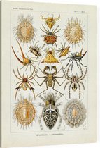 Epeira - Arachnida (Kunstformen der Natur), Ernst Haeckel - Foto op Canvas - 75 x 100 cm