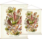 Nepenthes - Nepenthaceae (Kunstformen der Natur), Ernst Haeckel - Foto op Textielposter - 90 x 120 cm