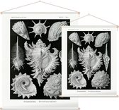 Murex - Ctenohranchia (Kunstformen der Natur), Ernst Haeckel - Foto op Textielposter - 120 x 160 cm