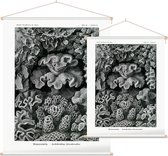 Turbinaria - Hexacoralla (Kunstformen der Natur), Ernst Haeckel - Foto op Textielposter - 60 x 80 cm