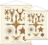 Heliodiscus - Discoidea (Kunstformen der Natur), Ernst Haeckel - Foto op Textielposter - 60 x 80 cm